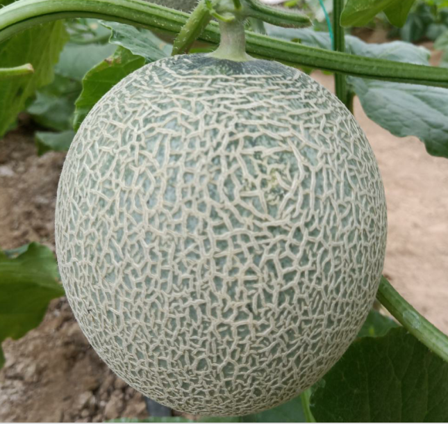 青香蜜二號