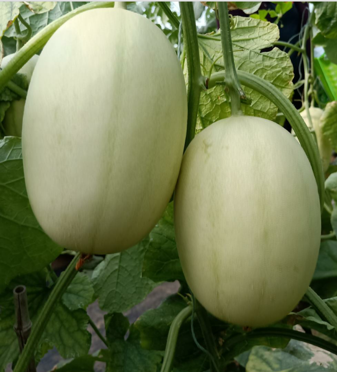 白蜜二號